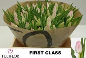 Tulp en first class