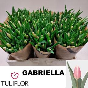 Tulp en gabrielle