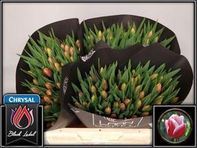 Tulp en leen vd mark