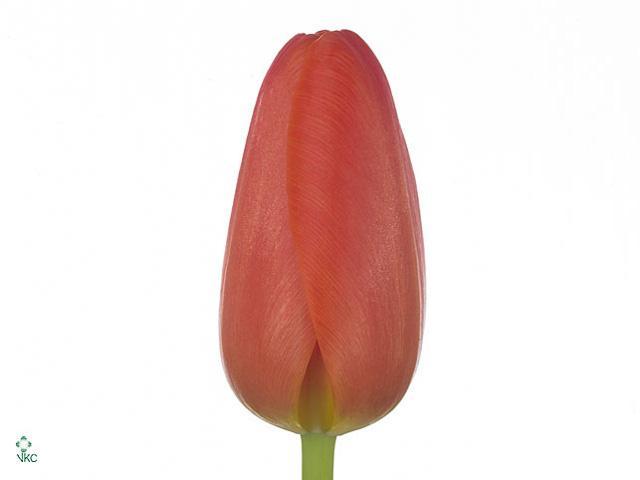 Tulp en orange juice