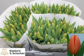 Tulp en orange juice