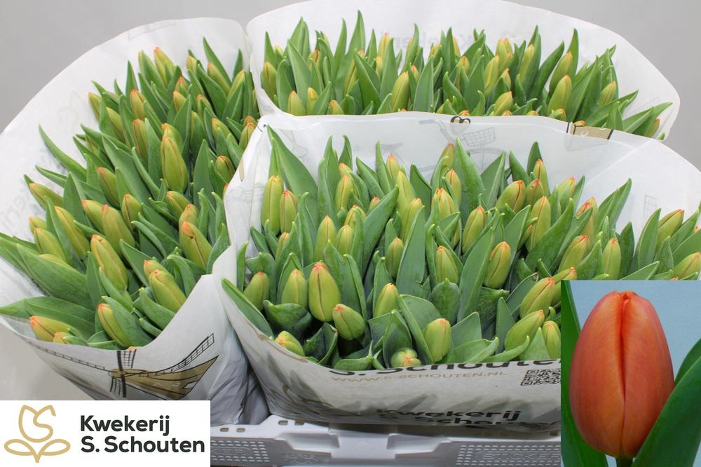 Tulp en orange juice