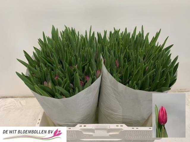 Tulp en pink ardour