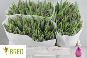 Tulp en purple prince
