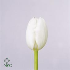 Tulp en royal virgin