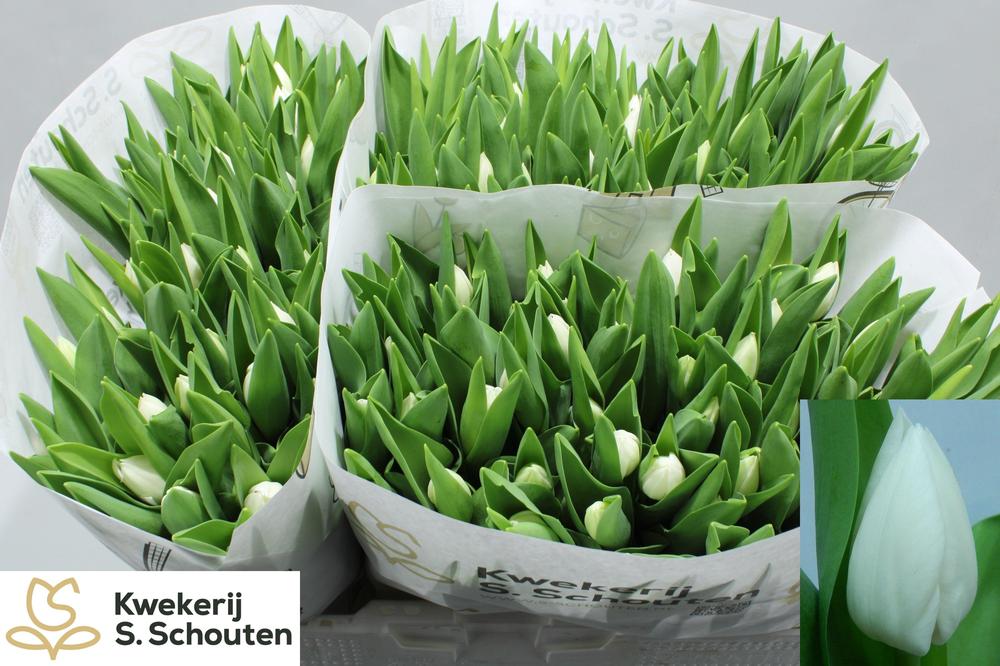 Tulp en royal virgin