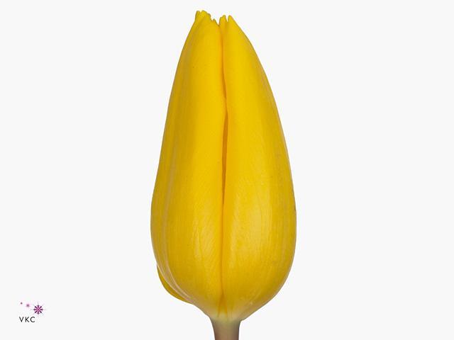 Tulp en strong gold