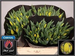 Tulp en strong gold