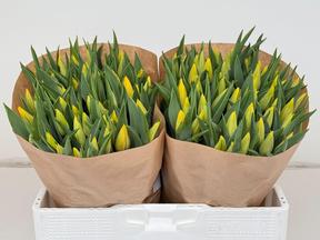 Tulp en strong gold