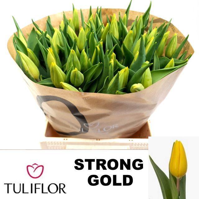 Tulp en strong gold
