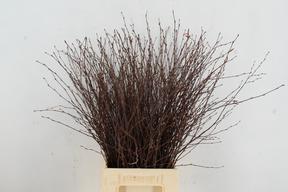 Betula (berkentak) per bos