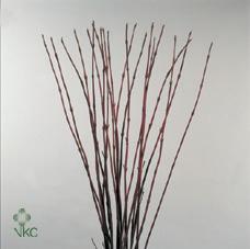 Cornus alba sibirica