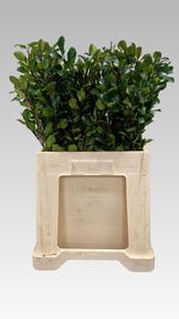 Ilex blue prince