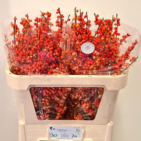 Ilex oudijk's orange