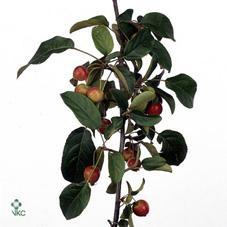 Malus red sentinel