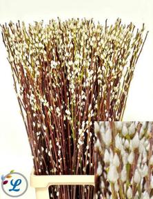 Salix wilgenkatjes