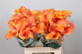 Zantedeschia callista