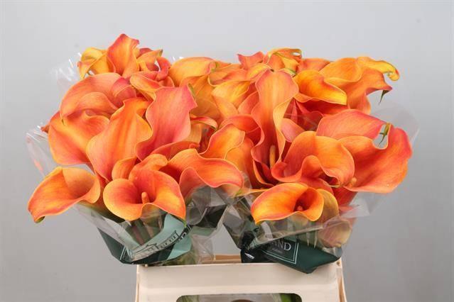 Zantedeschia callista