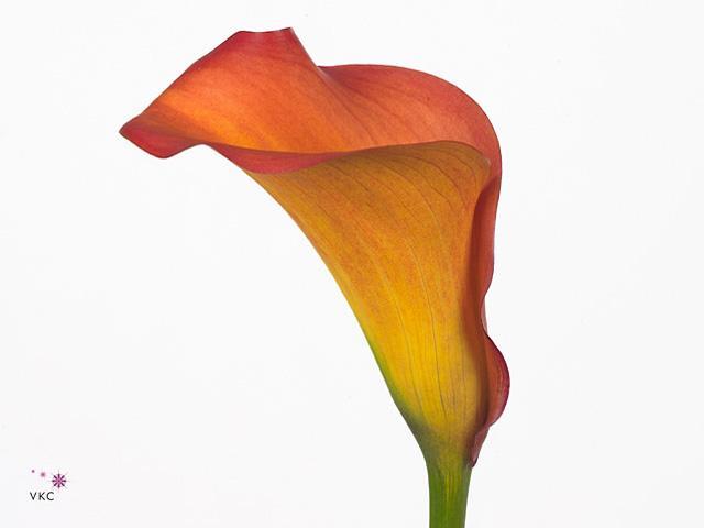 Zantedeschia callista