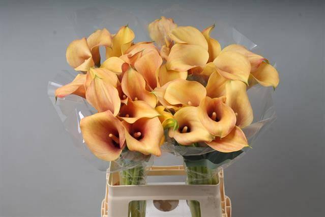 Zantedeschia callista