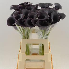 Zantedeschia cantor