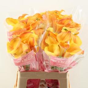 Zantedeschia captain odeon