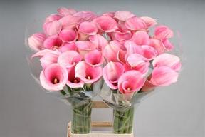 Zantedeschia captain rosette