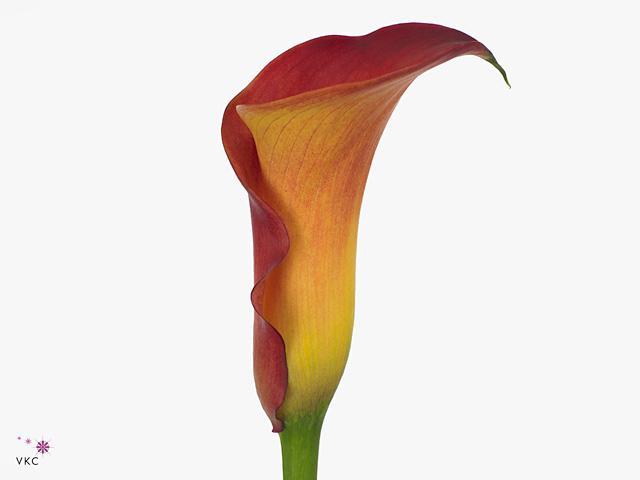 Zantedeschia captain trinity
