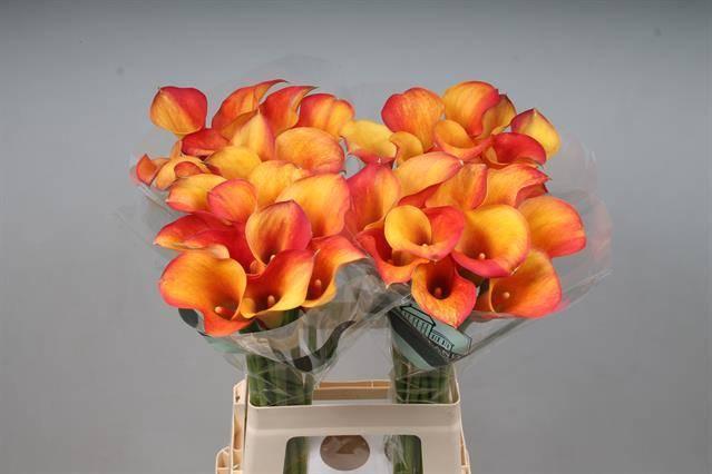 Zantedeschia captain trinity