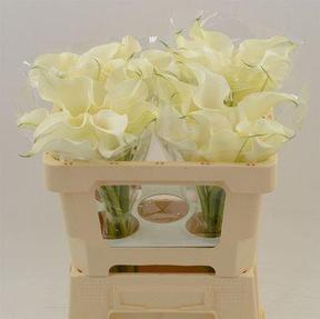 Zantedeschia captain ventura