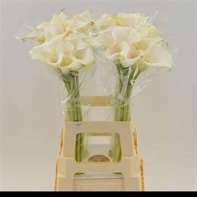 Zantedeschia captain ventura