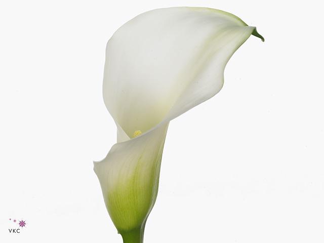 Zantedeschia crystal blush