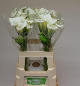 Zantedeschia crystal blush
