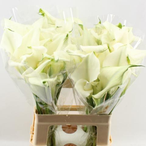 Zantedeschia crystal blush