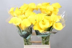 Zantedeschia gold cup