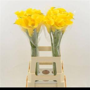 Zantedeschia gold medal
