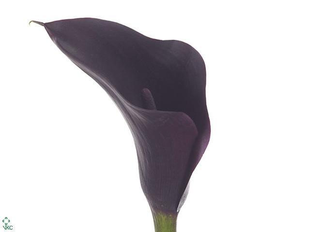 Zantedeschia odessa