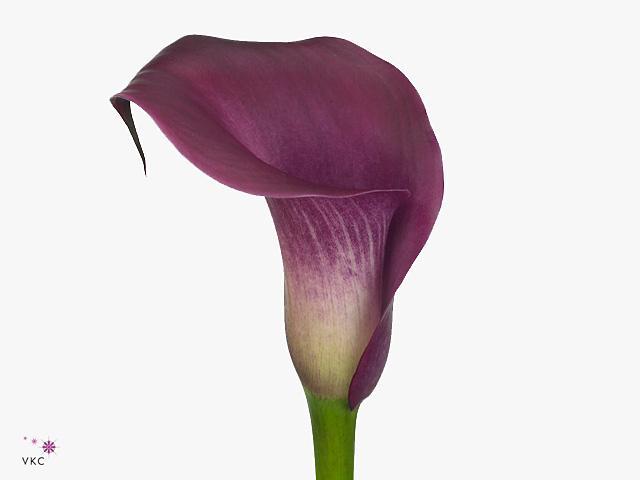 Zantedeschia sumatra