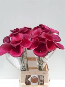 Zantedeschia sumatra