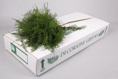 Zeleň - asparagus plumosus