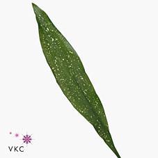 Zeleň - aspidistra milky way bal.