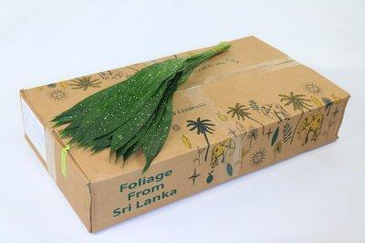 Zeleň - aspidistra milky way bal.