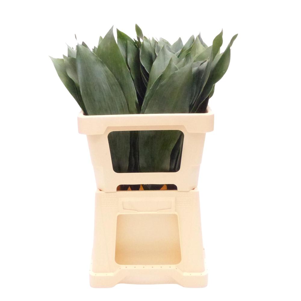 Zeleň - aspidistra malá bal.