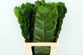 Zeleň - asplenium osaka