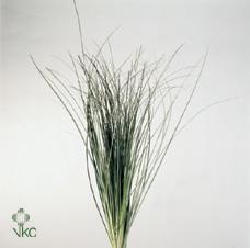 Zeleň - beargrass