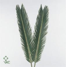Zeleň - cycas revoluta ks