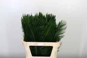 Zeleň - cycas revoluta ks