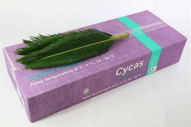 Zeleň - cycas revoluta
