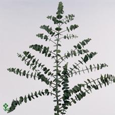 Zeleň - euk. baby blue krátký DIRECT (it) bal.