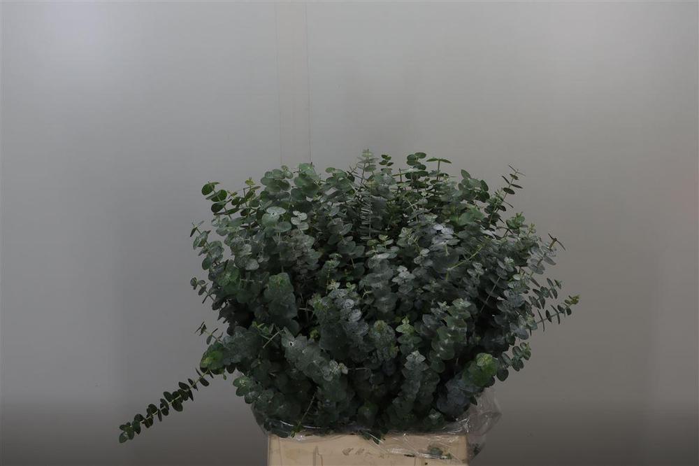 Zeleň - euk. baby blue krátký DIRECT (it) bal.